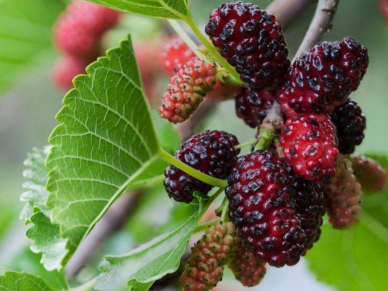 Шелковица купить саженцы из питомнике в Воронеже