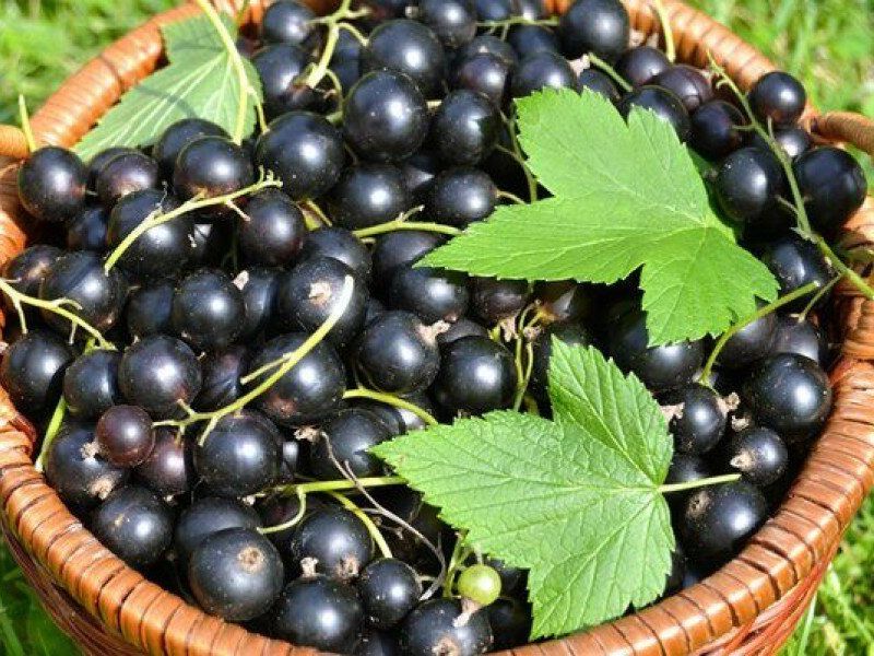 Смородина купить саженцы из питомника в Воронеже