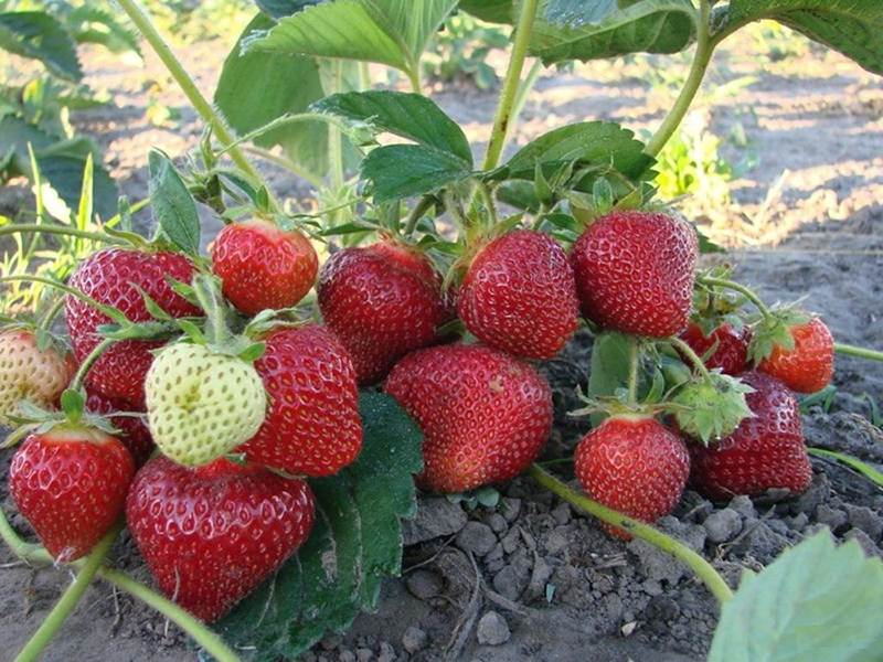 Клубника купить саженцы из питомника в Воронеже