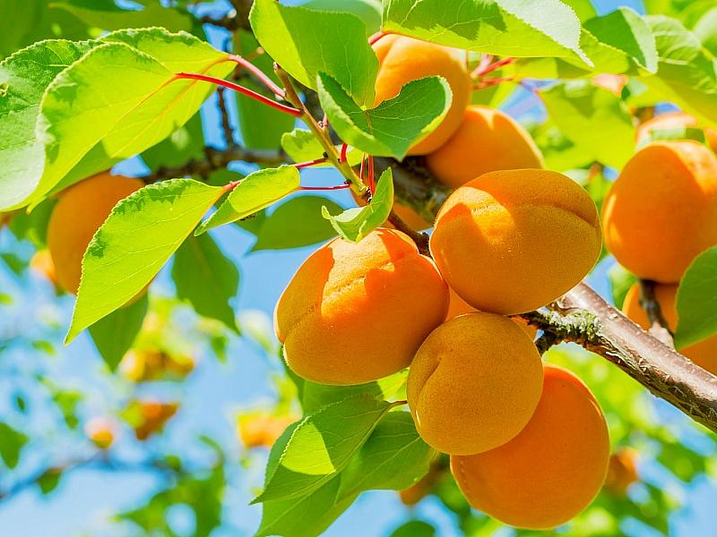 Абрикос купить саженцы из питомнике в Воронеже