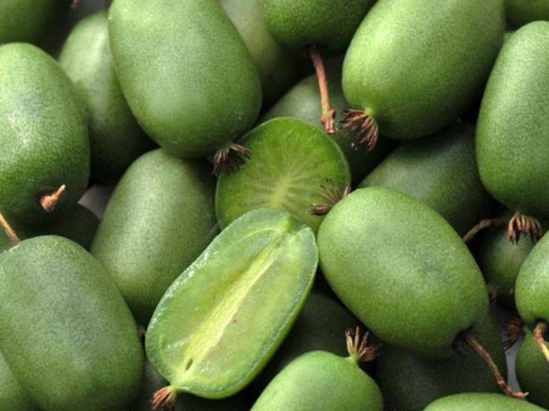 Актинидия купить саженцы из питомнике в Воронеже