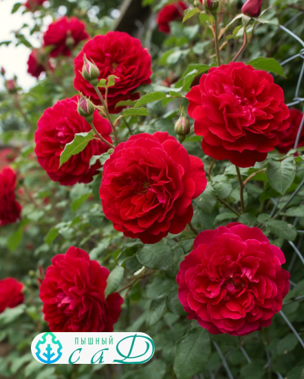 Роза "ЛЕВ ТОЛСТОЙ"