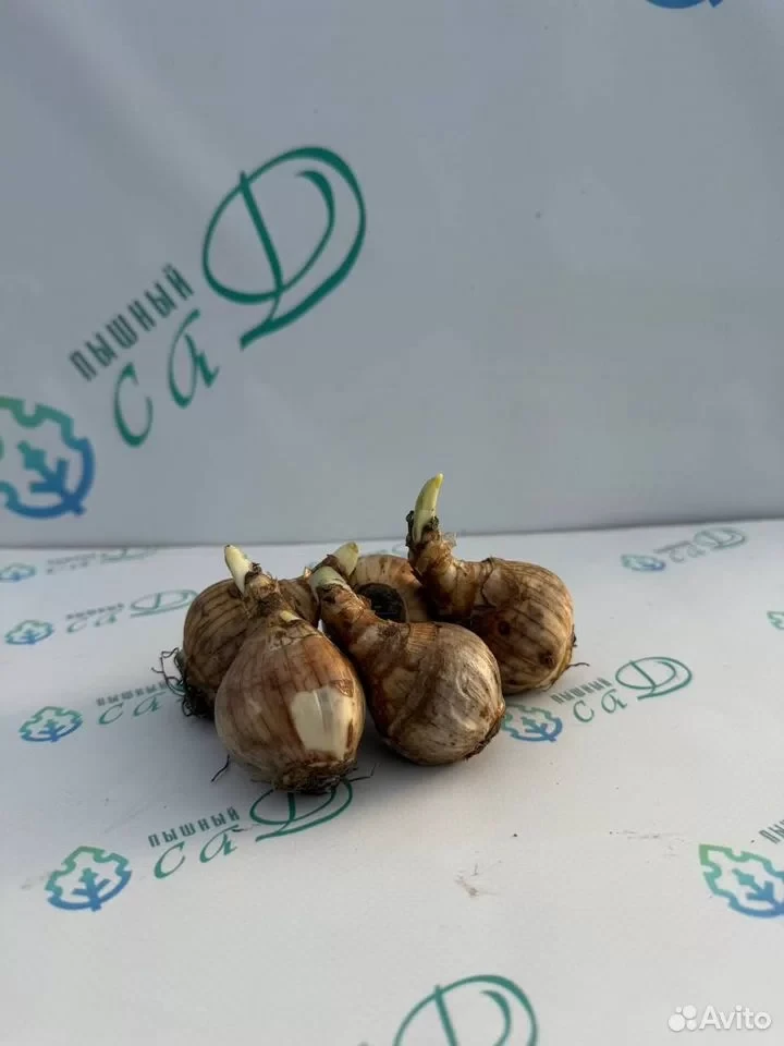Нарцисс "ТЕТ-А-ТЕТ" (5 штук)