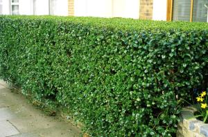 Бирючина