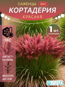 Кортадерия красная (пампасная трава) саженец Зкс