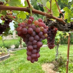 Виноград "АРМАНИ" среднеранний